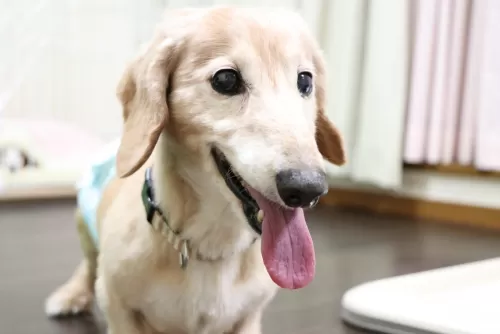 シニア犬のお預かりが多くなってきたドッグホテルですのサムネイル