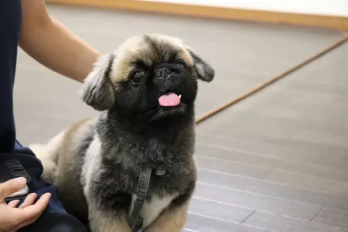 初めての犬種ペキニーズが見学に来られましたのサムネイル