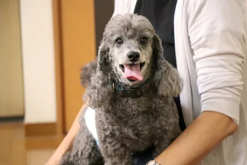 ワンちゃんと一緒にペットホテル見学にお越しくださいのサムネイル