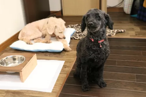 多頭飼い割引があるペットホテルですのサムネイル