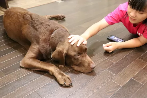 大型犬は、お預かり出来る日が限られてきますのサムネイル