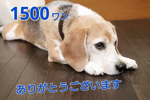 お預かり1500匹を超えましたのサムネイル