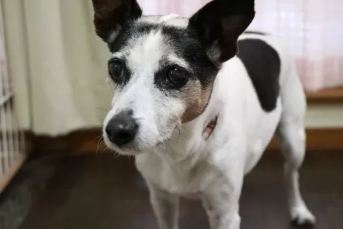 犬種によってグループ分けをしてお預かりしますのサムネイル