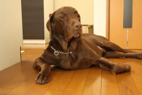 大型犬は、お預かりできない日がありますのサムネイル