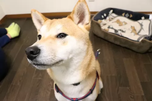 大阪市西成区　柴犬　ゆずのサムネイル