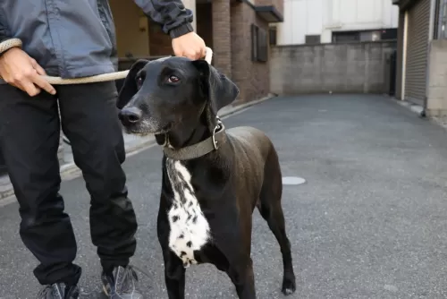 大型犬でも1泊5000円のペットホテルですのサムネイル