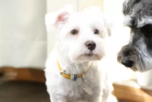 たまには飼い主さんと離れることも大事ですねのサムネイル