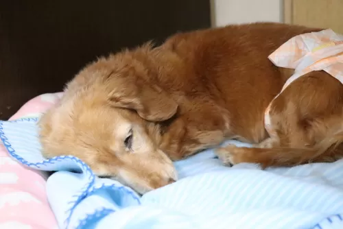 シニア犬の寝る時はオムツをする時もありますのサムネイル