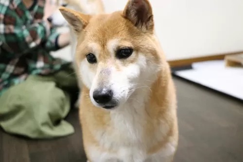 大阪市西成区　柴犬　まろのサムネイル