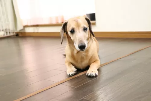 リビング内は極力物は置いていないので白内障のワンちゃんでも大丈夫ですのサムネイル