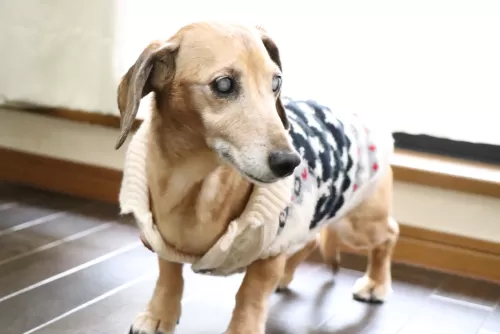 バリアフリーのペットホテルなので白内障の犬も安心のサムネイル