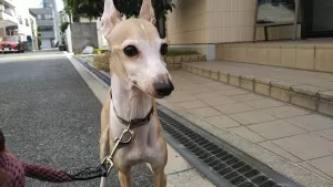 愛犬パル（イタグレ）の狂犬病予防注射のサムネイル