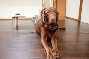 大型犬は一日一匹限定です。のサムネイル