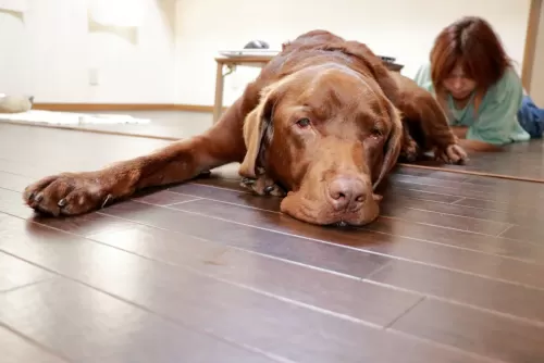 大型犬は予約が取れない日が多いですがお問い合わせくださいのサムネイル