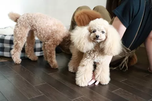 気の合う犬ちゃんと一緒のグループで過ごしますのサムネイル