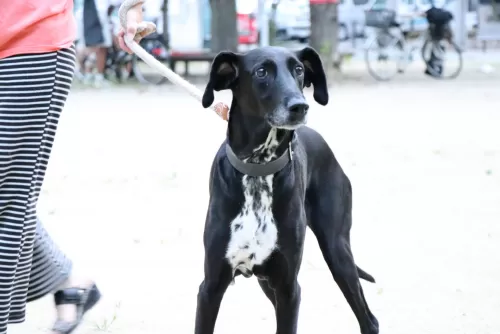 大型犬は一日一頭限定です。送迎はできませんのサムネイル