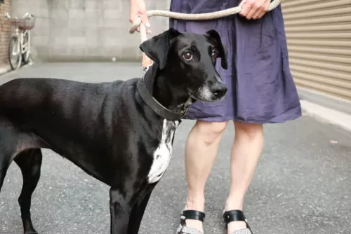 大型犬の送迎はしていませんのサムネイル