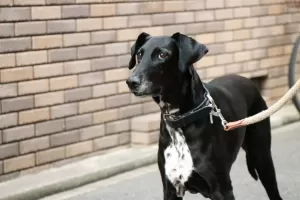 大型犬は必ず見学と体験をして頂いていますのサムネイル