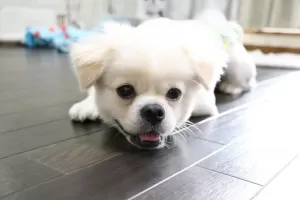 珍しい犬種！狆のお預かりですのサムネイル