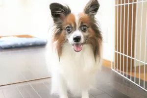 一度体験に来られたら犬ちゃんは安心しますのサムネイル