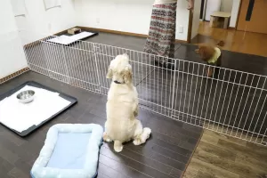 中型犬と小型犬は一緒にしませんのサムネイル