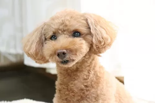 初めてのシニア犬は必ずご見学くださいのサムネイル