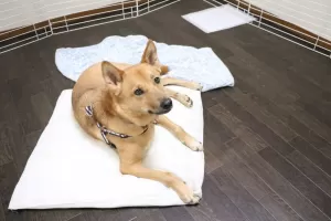 奈良県生駒市の保護犬君のサムネイル