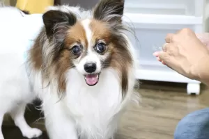 スッタフが手でフードをあげましたが食べれない犬ちゃんのサムネイル