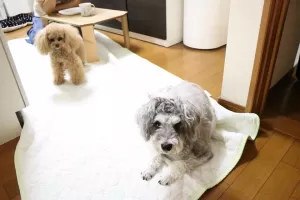 犬ちゃんの相性を見ながらお預かりしますのサムネイル