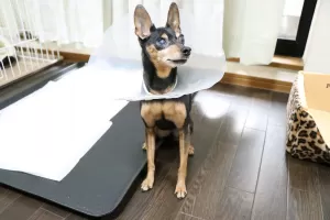 白内障の犬ちゃんのお預かりもご相談くださいのサムネイル