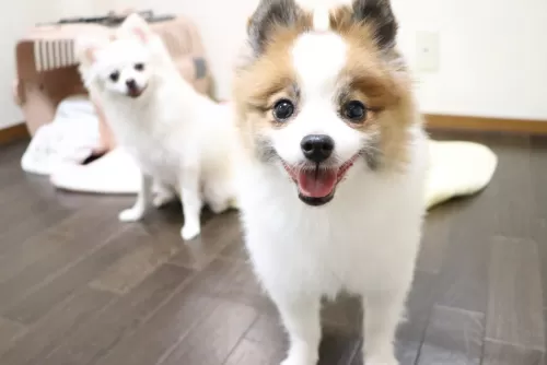 多頭飼い割引き料金はお問い合わせくださいのサムネイル