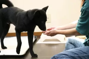 保護犬ちゃんのお預かりは日帰りからお願いしますのサムネイル