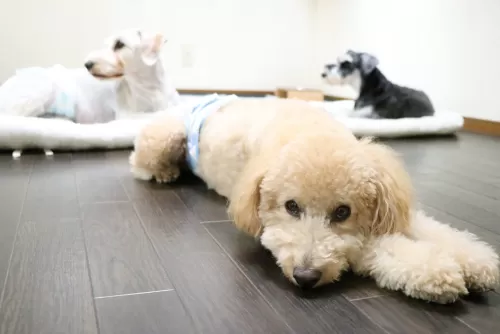 多頭飼い割引きがあるペットホテルですのサムネイル