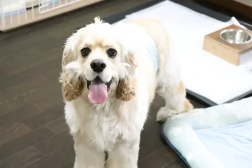 中型犬は一日1匹しかお預かりしていませんのサムネイル