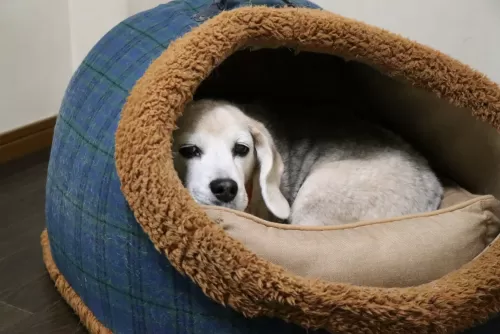 高齢犬でもお預かりするペットホテルですのサムネイル