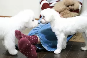 赤ちゃん犬もお預かりしているペットホテルですのサムネイル