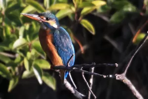 近くの池でカワセミ撮影のサムネイル