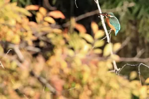 紅葉とカワセミのサムネイル