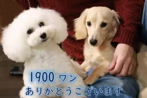 お預かり累計1900匹になりました。のサムネイル