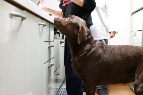 大型犬はお預かりできない日もありますのサムネイル