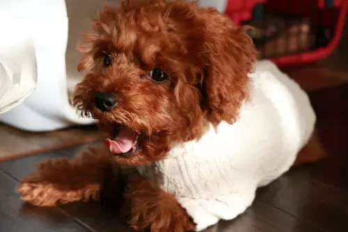 パピー犬の日帰り体験のサムネイル