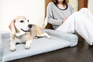 中型犬は一日一匹限定でお預かりするペットホテルですのサムネイル