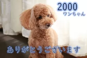 お預かり2000ワンちゃん達成しましたのサムネイル