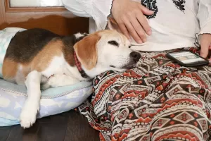 高齢犬もお預かりするペットホテルですのサムネイル