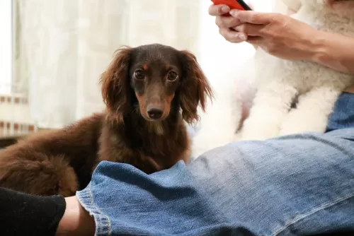 パピー犬もお預かりするドッグホテルですのサムネイル