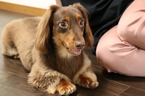 保護犬君も笑顔が出るようにお預かりしたいのサムネイル