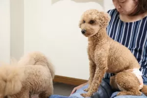 分離不安の犬ちゃんもご相談くださいのサムネイル