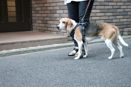 店舗はありません。普通の一軒家ですのサムネイル