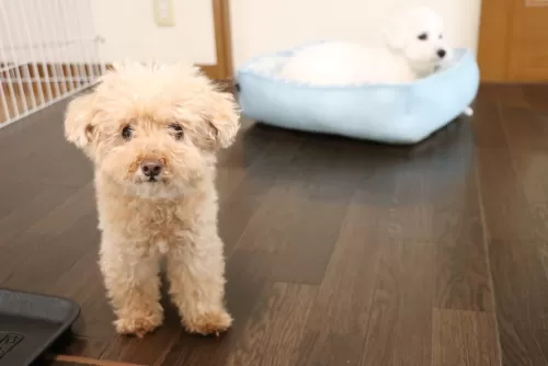 シニア犬（13歳まで）もお預かりしますのサムネイル