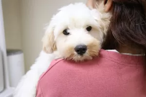 目が離せないワンちゃんもご相談くださいのサムネイル